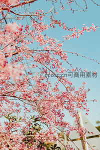 粉樱枝头映蓝天，春意盎然满园香