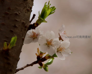 白樱初绽伴新芽，树皮斑驳显岁月