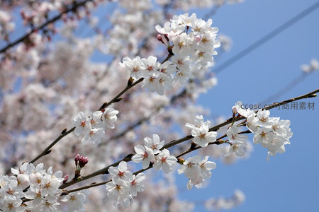洁白樱花映碧空，枝头绽放春意浓