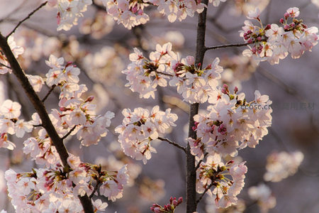 暖阳樱花轻摇曳，粉白相间醉春光
