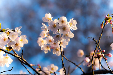 蓝天映衬下绽放的洁白樱花特写