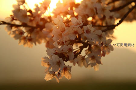 夕阳余晖中温暖朦胧的樱花剪影