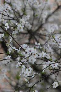 素雅白樱缀满枝头的静谧春景