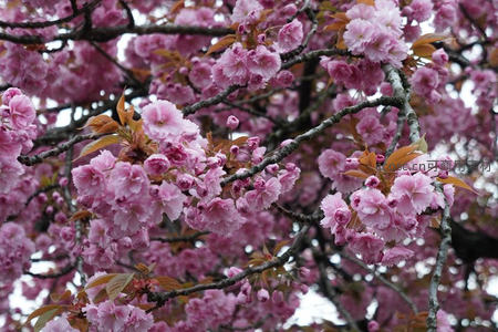 粉红重瓣樱花如云霞般绚烂盛开