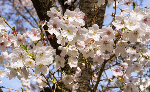 仰拍视角下蓝天映衬的繁盛樱花