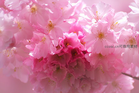 粉嫩樱花特写，花瓣层叠如云霞