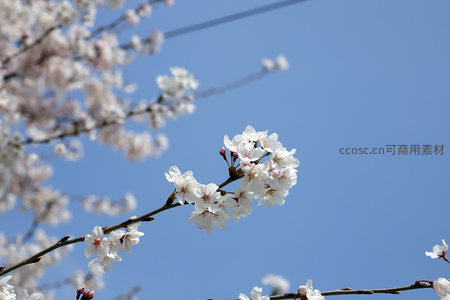 蓝天映衬下洁白樱花枝头绽放