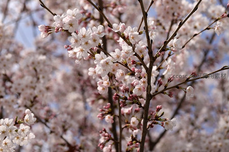 繁花满枝樱花树，春意盎然