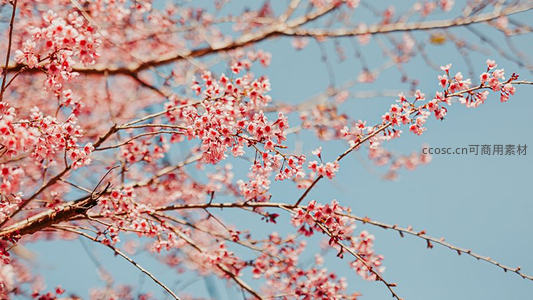 红粉樱花缀满枝，春色满园