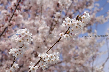 白樱枝头迎风舞，春光无限好