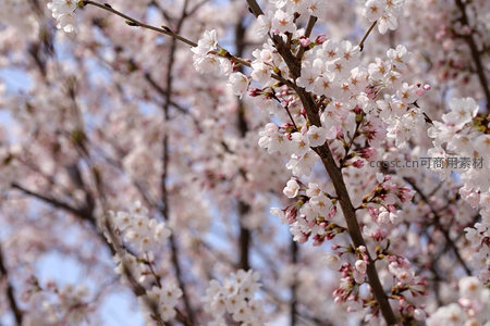 樱花满树竞相开，春色醉人