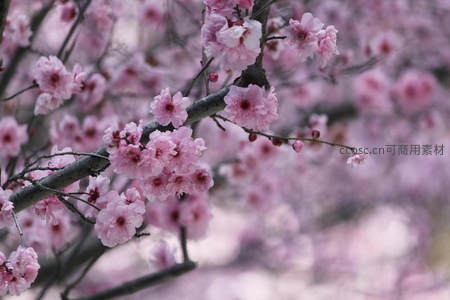 淡粉梅花满枝，静谧春色怡人
