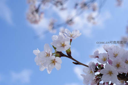 白樱迎风轻舞，蓝天映衬纯净