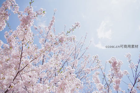 满树繁樱如雪，晴空万里无垠