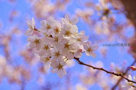 白樱团簇枝头，蓝天作幕如诗