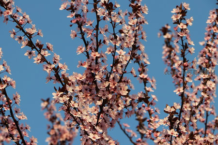 蓝天映衬下盛开的粉白花朵枝头