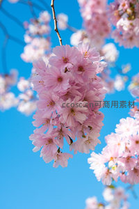 垂挂枝头的粉樱如云似霞