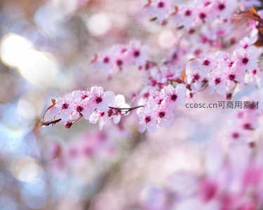 柔光中粉花枝条朦胧唯美
