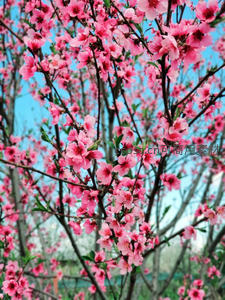 满树繁花似锦桃红争艳夺目