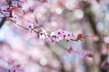 浅粉花枝在柔焦背景中静谧绽放