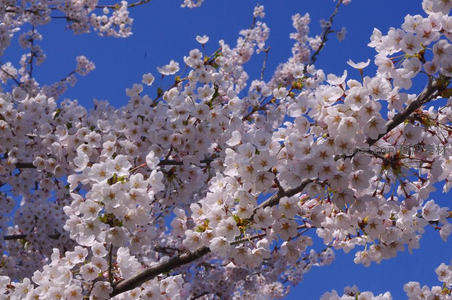 蓝天映衬下盛开的洁白樱花