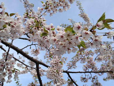 粉白樱花与嫩绿新叶共舞