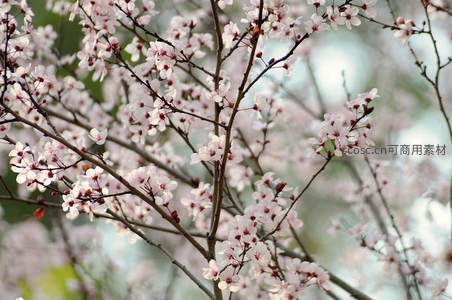 疏影横斜的淡粉桃花枝