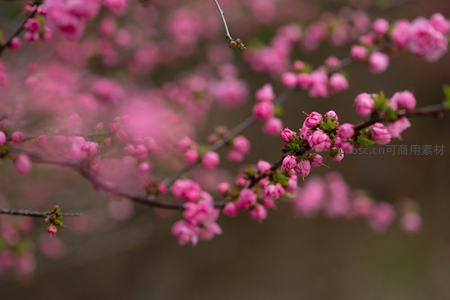 含苞待放的娇艳粉红花蕾