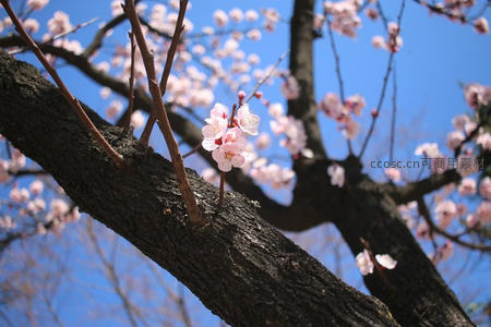 古树虬枝上的点点杏花