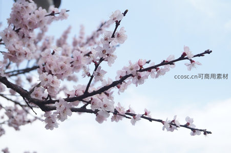 满枝粉白杏花在晴空下摇曳生姿