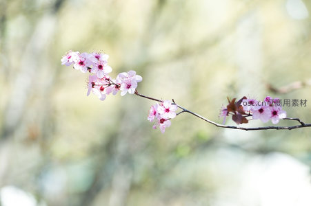 柔焦背景中一枝紫红色梅花悄然绽放