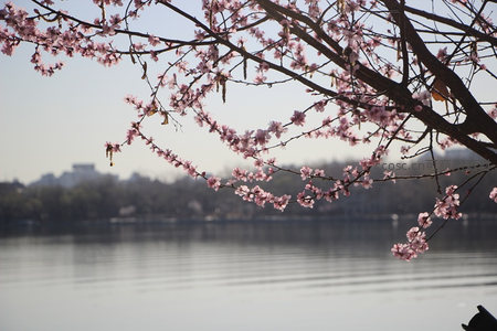 湖畔樱花枝垂落水面倒影如画