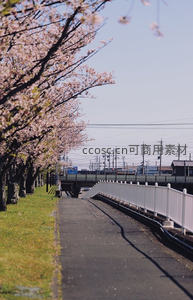樱花小径旁的宁静春日午后