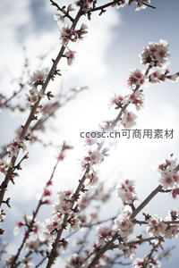 逆光下的桃花枝头绽放生机