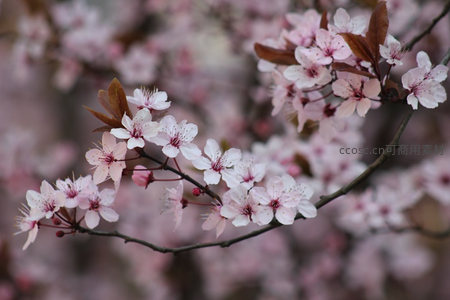 粉嫩樱花簇拥枝头春意盎然