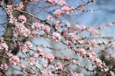 蓝天映衬下繁花似锦的桃枝