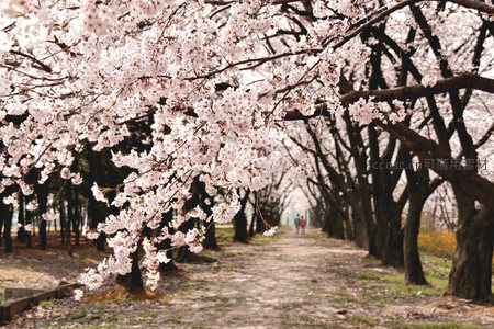 樱花隧道中漫步的浪漫时光