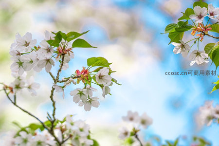 蓝天映衬下，新绿伴白樱绽放枝头