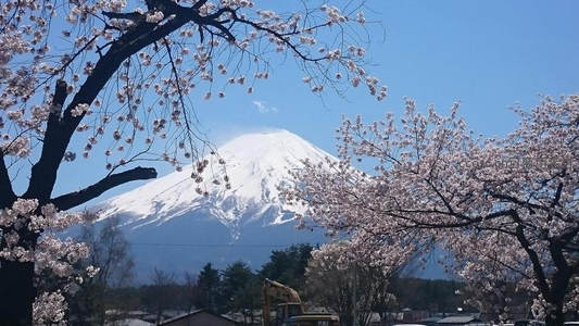 富士山雪顶下，樱花如雪满枝头