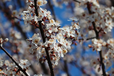 春日枝头绽放的洁白杏花特写