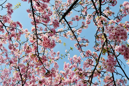 仰望视角下的粉红樱花如云似霞