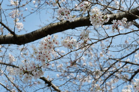 蓝天背景下樱花枝条的优雅姿态
