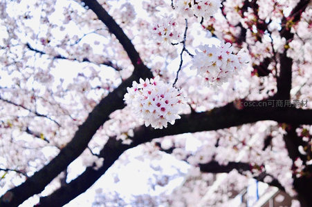 逆光中盛放的樱花团簇晶莹剔透