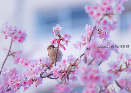 小鸟栖息于粉樱枝头享受春日时光