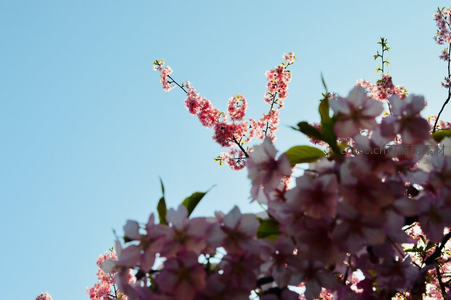 晴空下的粉樱如云似霞