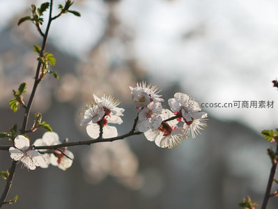 微距镜头下的杏花细节