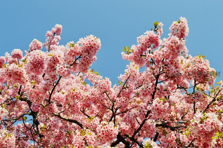 满树繁樱映衬湛蓝晴空