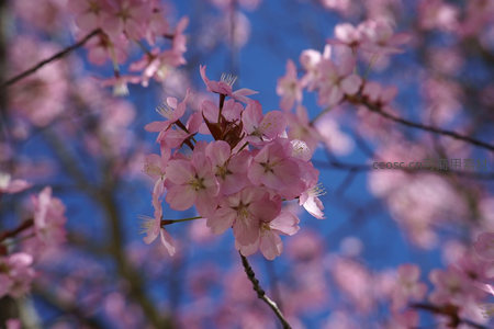 蓝天为幕的樱花簇拥绽放