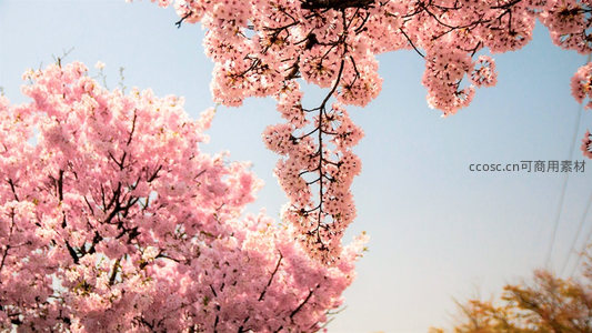 粉樱满枝映蓝天，春日盛景醉人心