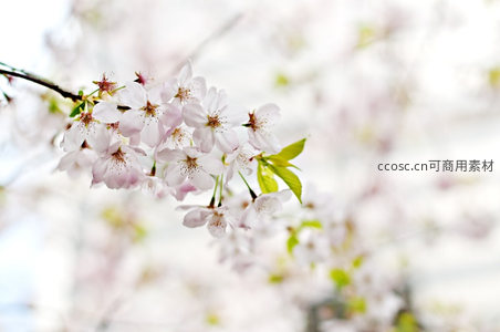 洁白樱花簇拥枝头迎春风